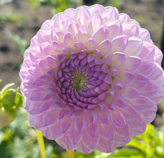 Dālija 'Westerton Ella Grace'